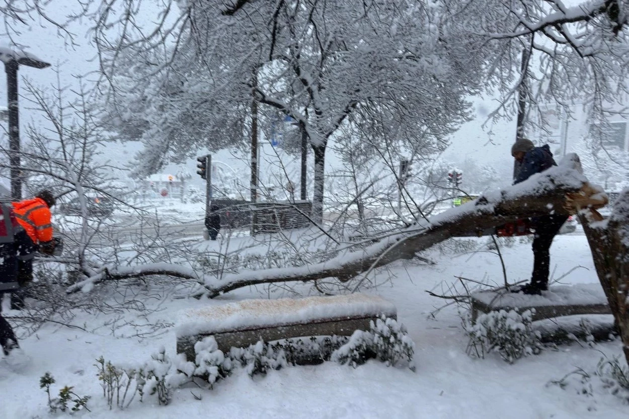 Ordu’da şiddetli kar, ağaçlara zarar verdi