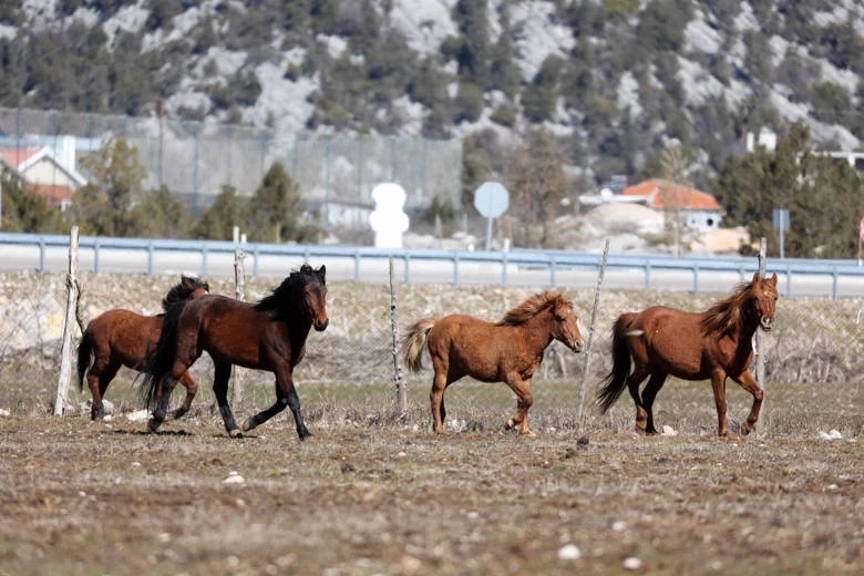 Antalya Büyükşehir yılkı atları için doğaya saman bıraktı